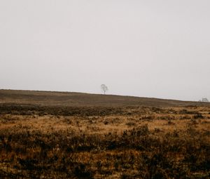 Preview wallpaper field, tree, alone, nature