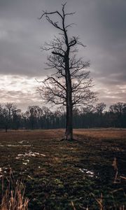 Preview wallpaper field, tree, autumn, overcast, twilight