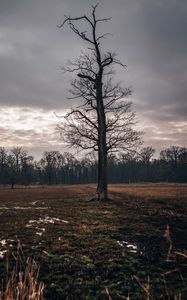 Preview wallpaper field, tree, autumn, overcast, twilight