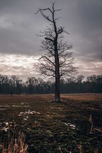 Preview wallpaper field, tree, autumn, overcast, twilight