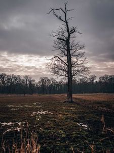 Preview wallpaper field, tree, autumn, overcast, twilight