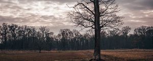 Preview wallpaper field, tree, autumn, overcast, twilight