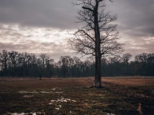 Preview wallpaper field, tree, autumn, overcast, twilight