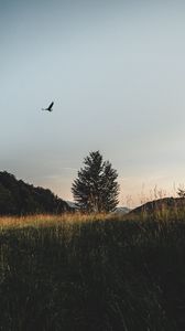 Preview wallpaper field, tree, bird, grass, sky