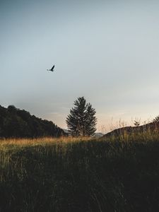 Preview wallpaper field, tree, bird, grass, sky