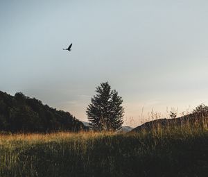 Preview wallpaper field, tree, bird, grass, sky