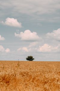 Preview wallpaper field, tree, clouds, summer, landscape