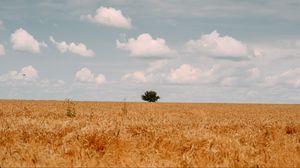 Preview wallpaper field, tree, clouds, summer, landscape