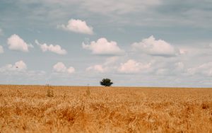 Preview wallpaper field, tree, clouds, summer, landscape