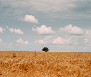 Preview wallpaper field, tree, clouds, summer, landscape