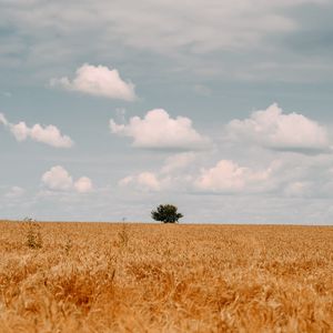 Preview wallpaper field, tree, clouds, summer, landscape