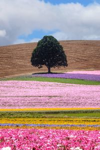 Preview wallpaper field, tree, flowers, colorful, summer