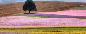 Preview wallpaper field, tree, flowers, colorful, summer