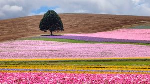 Preview wallpaper field, tree, flowers, colorful, summer