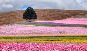 Preview wallpaper field, tree, flowers, colorful, summer