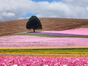 Preview wallpaper field, tree, flowers, colorful, summer