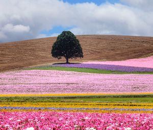 Preview wallpaper field, tree, flowers, colorful, summer