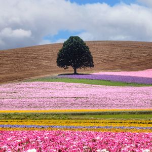 Preview wallpaper field, tree, flowers, colorful, summer