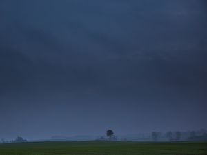 Preview wallpaper field, tree, fog, landscape