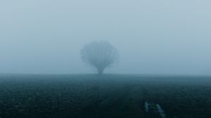 Preview wallpaper field, tree, fog, nature