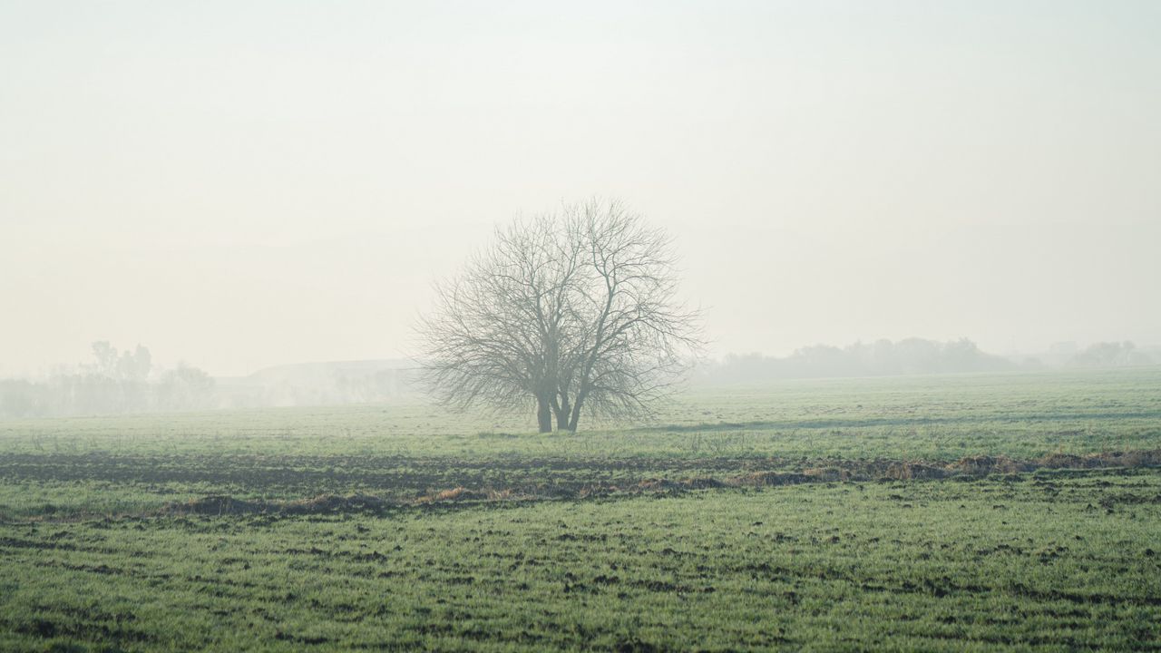 Wallpaper field, tree, fog, horizon, nature