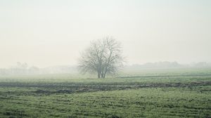 Preview wallpaper field, tree, fog, horizon, nature