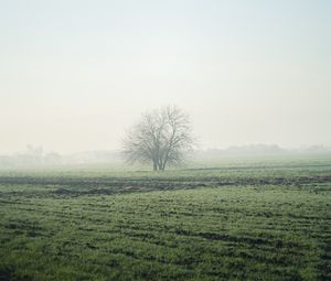 Preview wallpaper field, tree, fog, horizon, nature