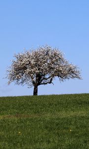 Preview wallpaper field, tree, grass, landscape, nature, minimalism