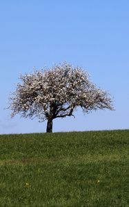 Preview wallpaper field, tree, grass, landscape, nature, minimalism