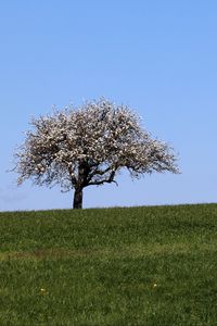 Preview wallpaper field, tree, grass, landscape, nature, minimalism