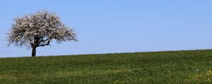 Preview wallpaper field, tree, grass, landscape, nature, minimalism