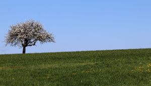 Preview wallpaper field, tree, grass, landscape, nature, minimalism