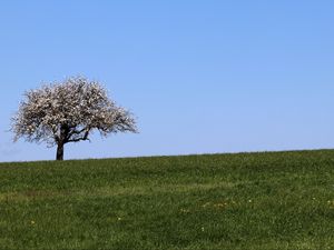 Preview wallpaper field, tree, grass, landscape, nature, minimalism