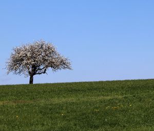 Preview wallpaper field, tree, grass, landscape, nature, minimalism