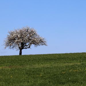 Preview wallpaper field, tree, grass, landscape, nature, minimalism