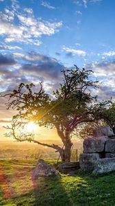 Preview wallpaper field, tree, landscape, grass