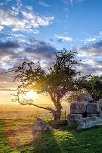 Preview wallpaper field, tree, landscape, grass