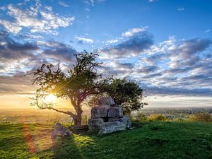 Preview wallpaper field, tree, landscape, grass