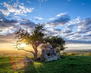 Preview wallpaper field, tree, landscape, grass