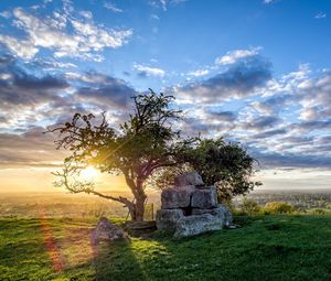 Preview wallpaper field, tree, landscape, grass