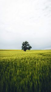 Preview wallpaper field, tree, lonely, landscape, nature