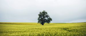 Preview wallpaper field, tree, lonely, landscape, nature