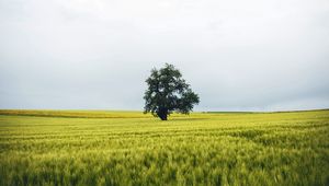 Preview wallpaper field, tree, lonely, landscape, nature