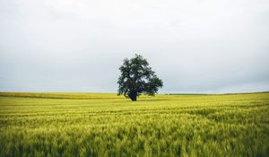 Preview wallpaper field, tree, lonely, landscape, nature