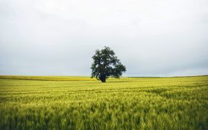 Preview wallpaper field, tree, lonely, landscape, nature