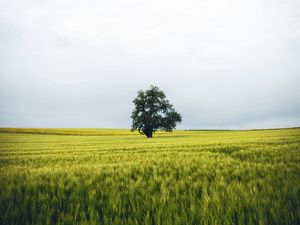Preview wallpaper field, tree, lonely, landscape, nature