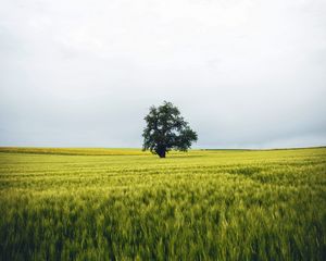 Preview wallpaper field, tree, lonely, landscape, nature