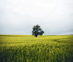 Preview wallpaper field, tree, lonely, landscape, nature