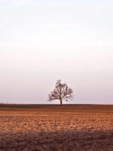 Preview wallpaper field, tree, mow, barn