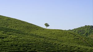 Preview wallpaper field, tree, nature, minimalism, green